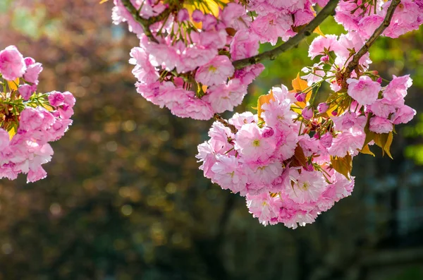 Růžové květy sakura poboček — Stock fotografie