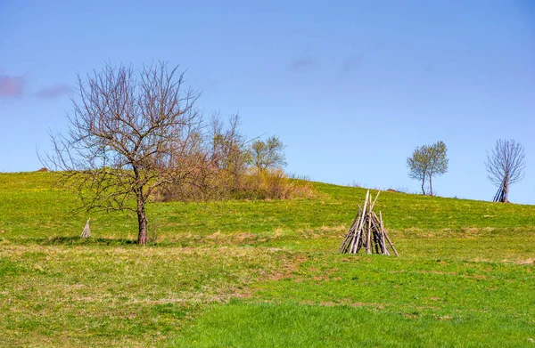 Tree on the grassy hillside — Stock Photo, Image