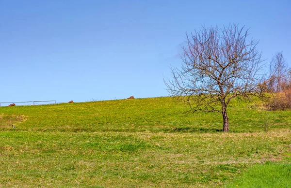Árbol en la ladera cubierta de hierba — Foto de Stock
