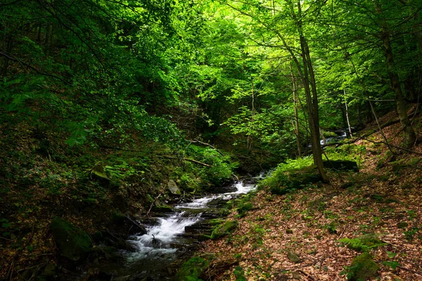 緑の森の急速な小川 — ストック写真