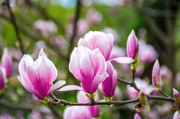 Magnólia virág virág-tavaszi — Stock Fotó
