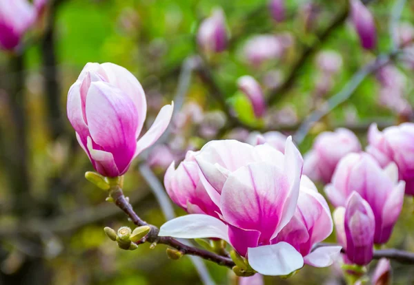 Magnolia kwiat kwitnąć wiosną — Zdjęcie stockowe