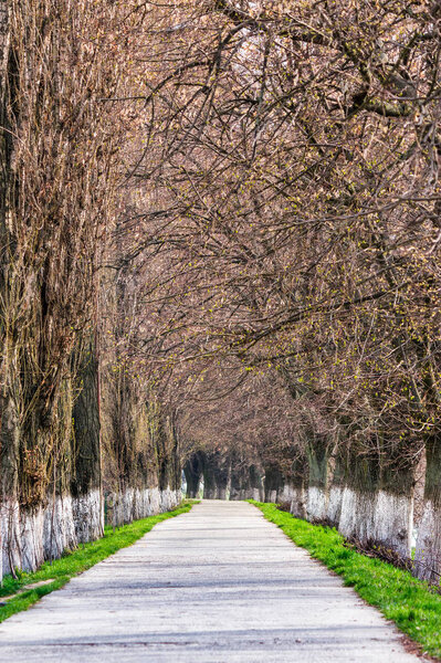 longest european linden alley in springtime