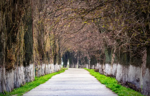 Longest european linden alley in springtime — Stock Photo, Image
