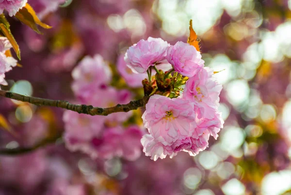 Flores de sakura florecidas rosadas con desenfoque —  Fotos de Stock