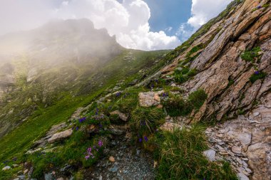 çiçekler ve çim üzerinde kayalık uçurum siste