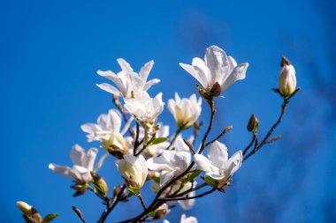 Manolya çiçek mavi gökyüzü arka plan üzerinde