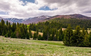 Bahar çimenli yamaçlarında çam ormanlar