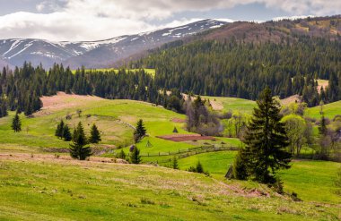 Bahar çimenli yamaçları üzerinde tarım alanları