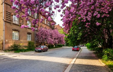 Uzhgorod sokaklarında kiraz çiçeği