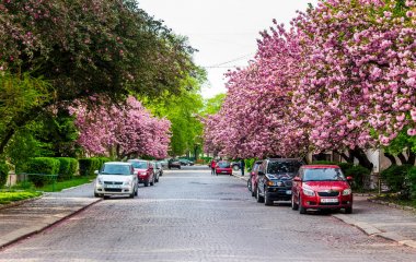 Uzhgorod sokaklarında kiraz çiçeği