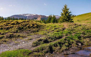 çayırlar ve tepelerde Ladin ormanı