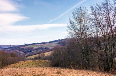 bir çayır ile yıpranmış çim üzerinde yapraksız orman