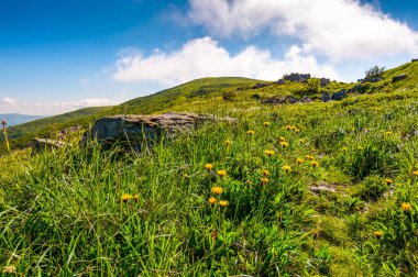 Sarı dandelions çimenli yamacında