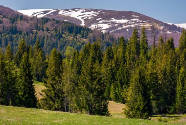 çimenli yamaçları üzerinde iğne yapraklı orman