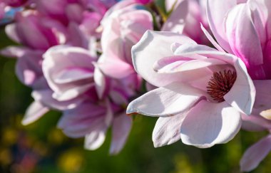 Manolya çiçek çiçek bahar içinde