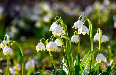 Güzel beyaz baharında kar tanesi çiçeklenme