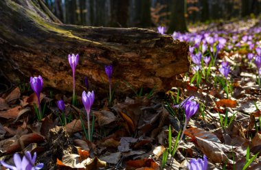 ormandaki güdük altında mor safran çiçeği