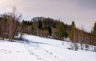 karlı yamaç karışık orman