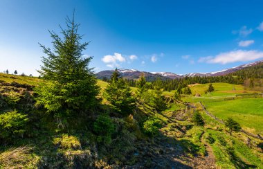 çimenli yamaç boyunca çam ağaçları