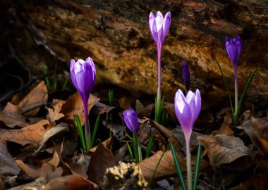ormandaki güdük altında mor safran çiçeği