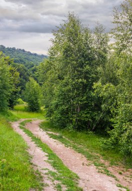 yeşil yeşillik ile uzun boylu ağaçlar arasında orman yolu