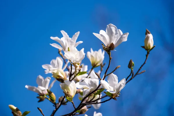 Magnolia kwiaty na tle błękitnego nieba — Zdjęcie stockowe