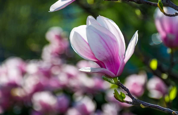 Magnolienblüte im Frühling — Stockfoto