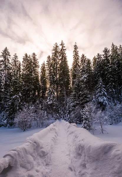 Cestu v zasněženém smrkové lese — Stock fotografie