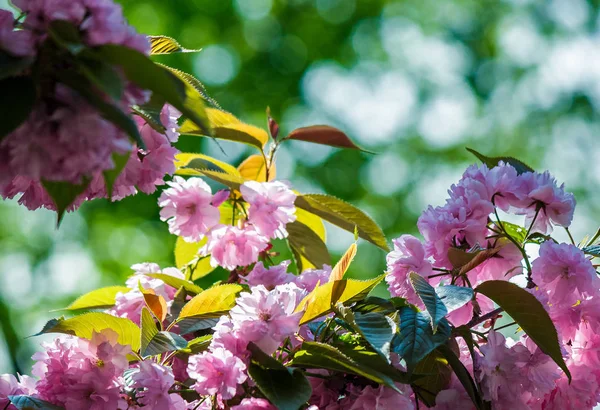 Flores cor-de-rosa de ramos sakura — Fotografia de Stock
