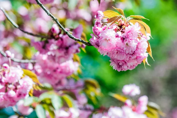 Pink flowers of sakura branches — Stock Photo, Image