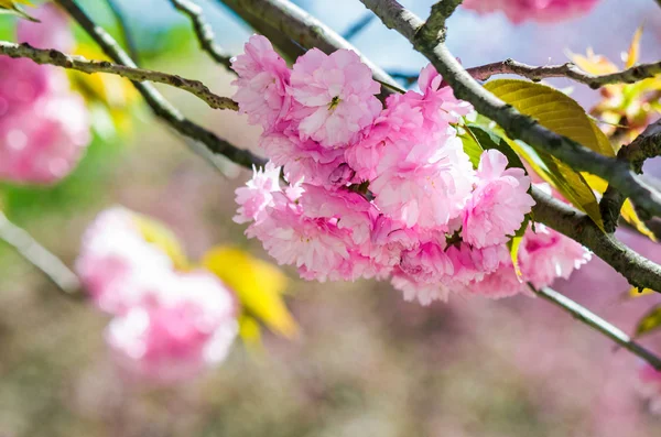 Pink flowers of sakura branches — Stock Photo, Image