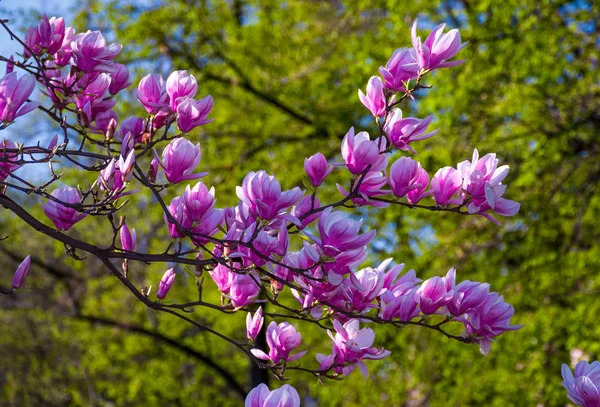 Magnolienblüte im Frühling — Stockfoto