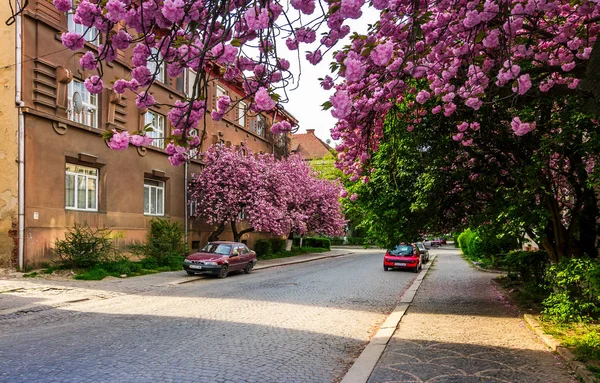 Ulice miasta Użhorod w kwiat wiśni — Zdjęcie stockowe