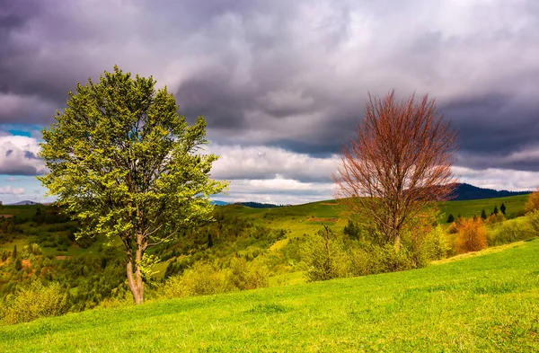 Duas árvores em uma encosta gramada na primavera — Fotografia de Stock