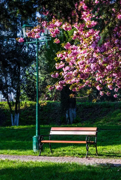 Lanterna sotto i rami dell'albero di sakura — Foto Stock