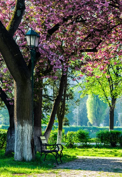 ΦΑΝΑΡΙ ΚΕΡΑΜΙΚΟ κάτω από τα κλαδιά του δέντρου sakura — Φωτογραφία Αρχείου