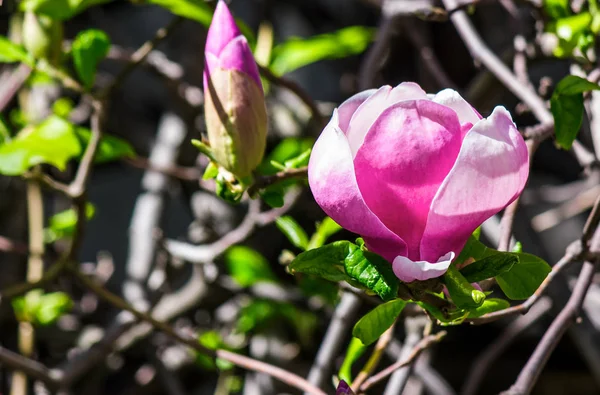 マグノリアの花 blury 背景 — ストック写真
