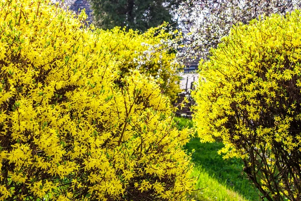 Gelbe Blüten des Forsythia-Strauches — Stockfoto