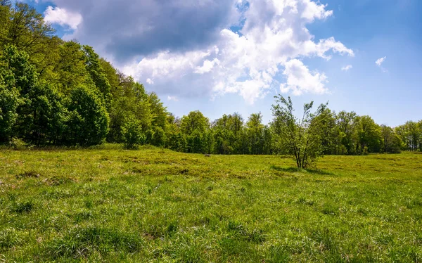Birch forest on grassy slope — Stock Photo, Image