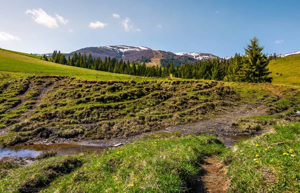 çayırlar ve tepelerde Ladin ormanı