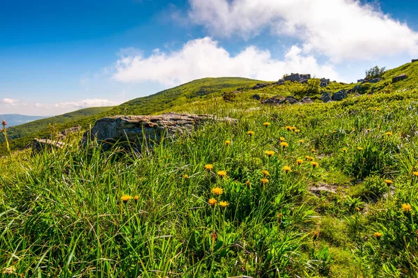 Sarı dandelions çimenli yamacında