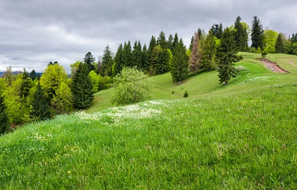 Травянистое поле на лесистом холме — стоковое фото