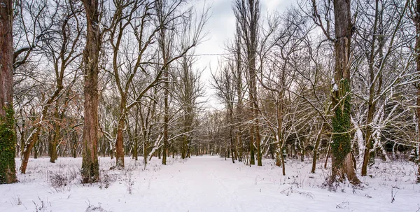 Kar kaplı yolu yapraksız ağaçları arasında — Stok fotoğraf
