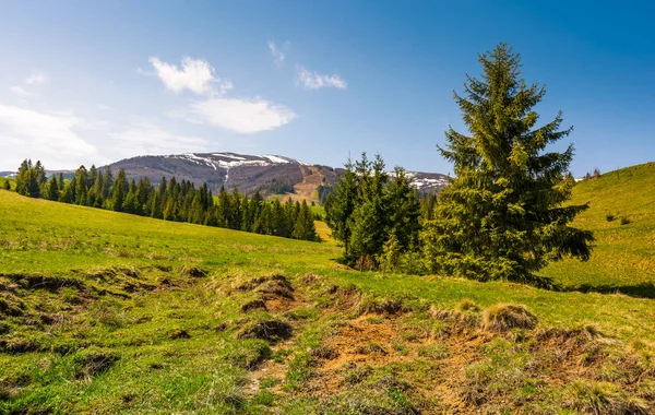 Jehličnatého lesa na travnatých svazích — Stock fotografie