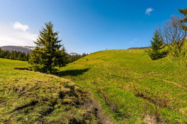 Camino a lo largo de la ladera cubierta de hierba en el área boscosa — Foto de Stock