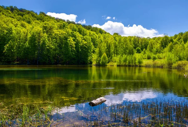 Lago de montanha entre a floresta — Fotografia de Stock