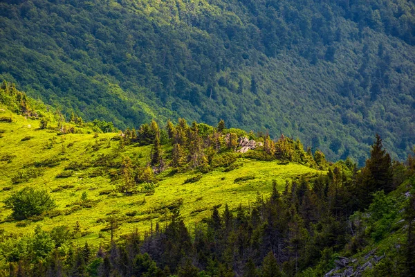 Forested hill of mountain ridge — Stock Photo, Image