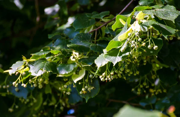 Branche de tilleul contre le ciel bleu — Photo