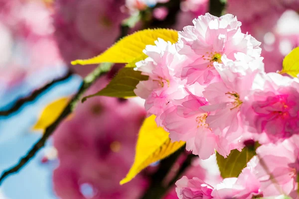 봄 날에 사쿠라 꽃 꽃 — 스톡 사진
